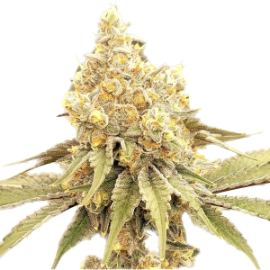 Lemon Cake