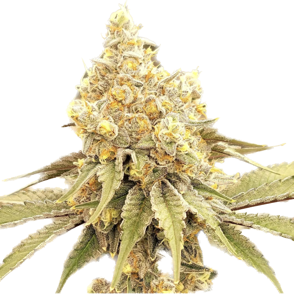 Lemon Cake