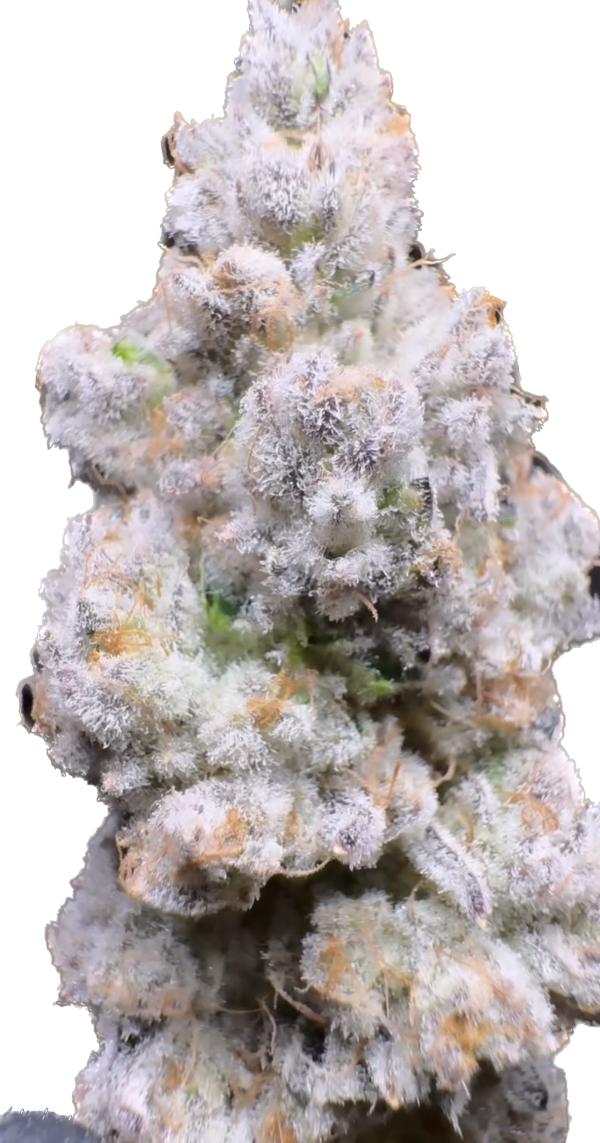 White velvet