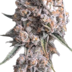 OG Kush