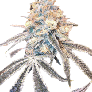 Blue Dream