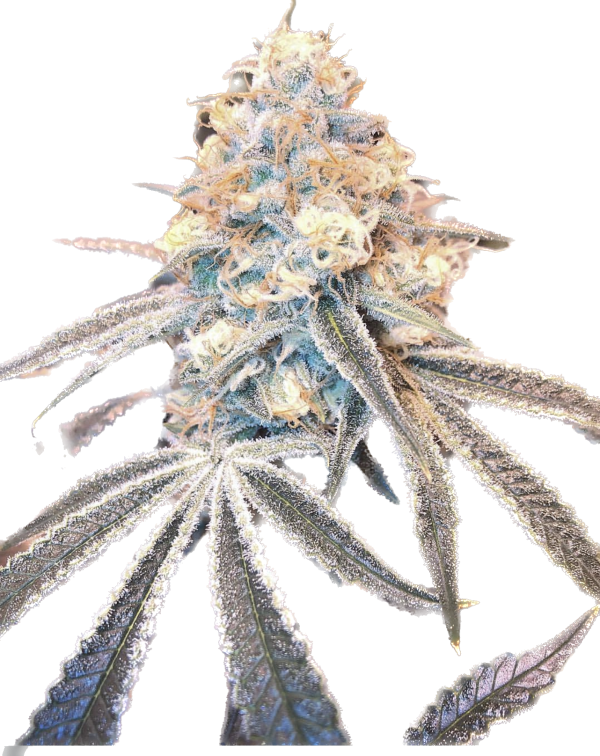 Blue Dream