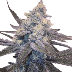 White Widow