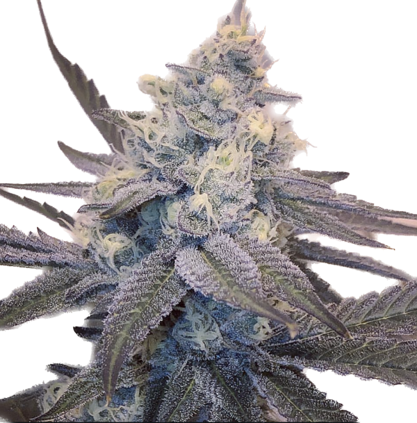 White Widow