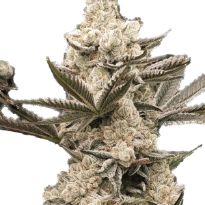 Cadillac OG