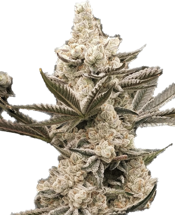 Cadillac OG
