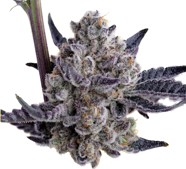 Black Lemon - Image 2