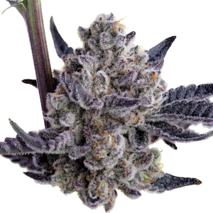 Black Lemon